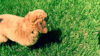 PuppyFinder.com : Couture the Standard Poodle