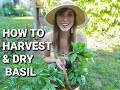 Harvesting & Drying Basil
