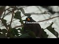 Birdsong | Documentaries on RTÉ