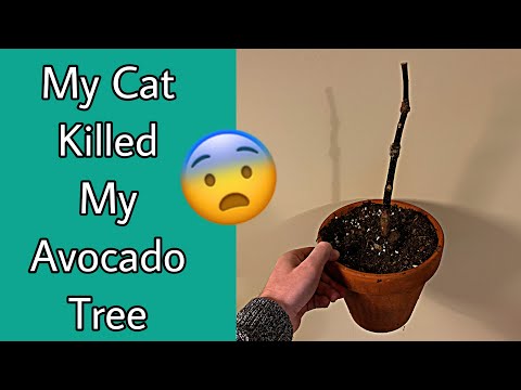 My Cat Killed My Avocado Tree