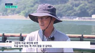 [G1뉴스]펄펄 끓는 경남 바다..양식장 폐사 심각