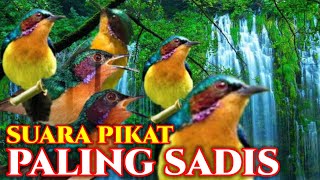 Download lagu suara pikat burung kolibri wulung mp3 Download lagu suara pikat burung kolibri wulung mp3