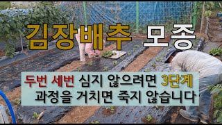 김장 배추 모종 두번 세번 심지 않으려면 3단계 과정을 거치면 죽지 않습니다. #김장배추 모종심기 #김장배추…