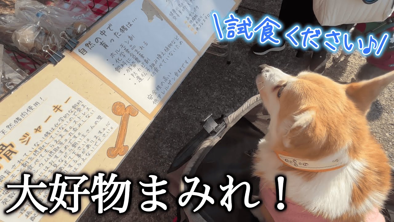 【マルシェ】愛犬と一緒にワンワンマルシェに行ってきた！