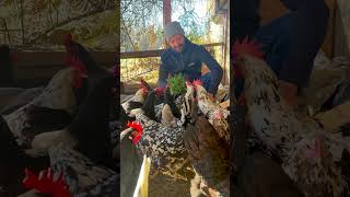 Petersilie für die Hühner Sie lieben das als Wintergrün für Zwischendurch #hühnerhaltung #chickens