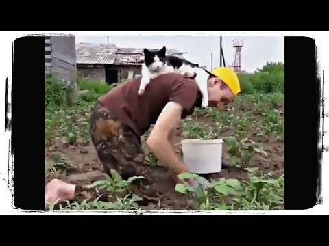 САМЫЕ СМЕШНЫЕ МОМЕНТЫ С ЖИВОТНЫМИ | ПРИКОЛЫ С ЖИВОТНЫМИ 2019 #666