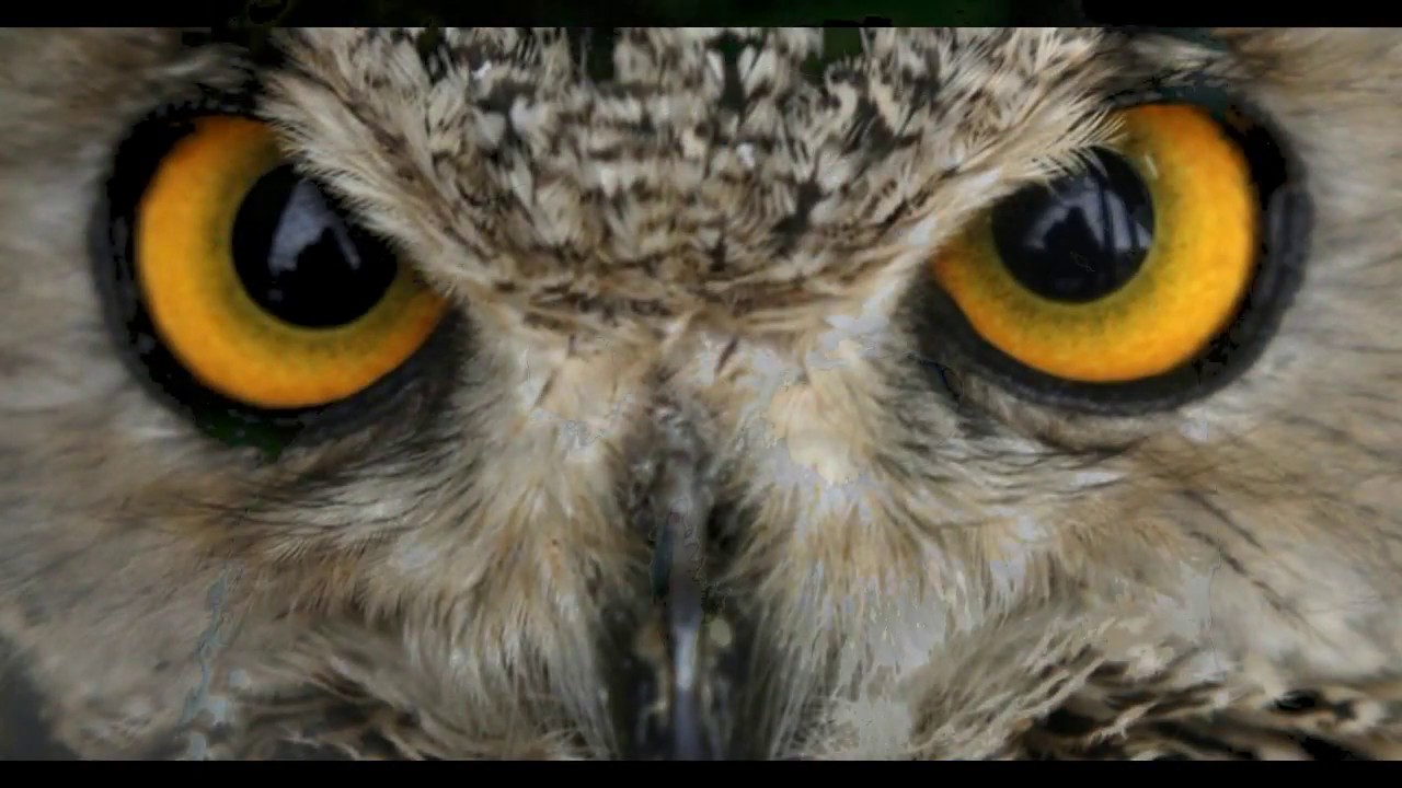 Coruja. Arquétipo de Sabedoria.