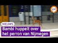 Bambi huppelt over het perron
