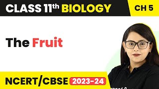The Fruit - Morphology of Flowering Plants | Class 11 Biology