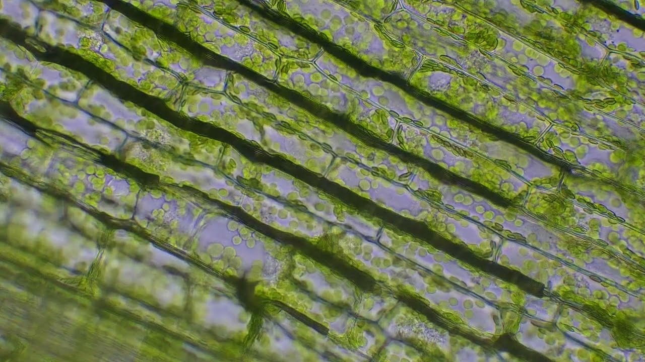 Plant cells and Euglena part 1