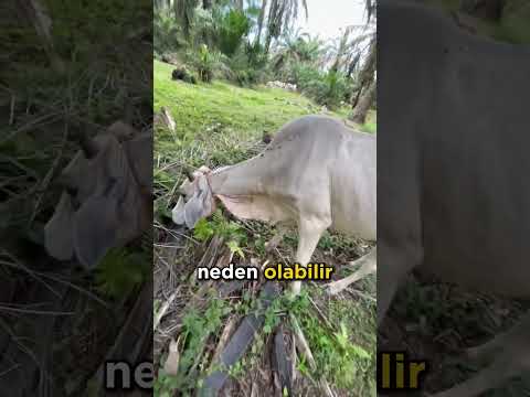 Veterinerlerin Gizli İğne Taktği!