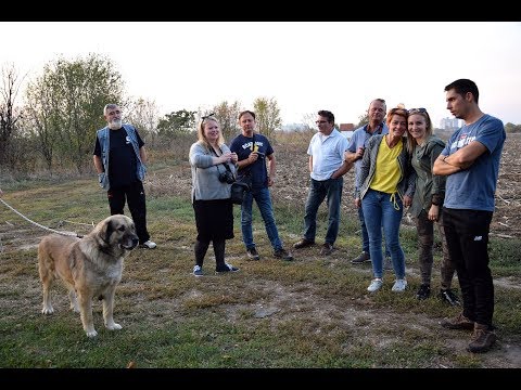Sarplaninac - Szerb túra 2019. / Sarplaninac in Serbia/
