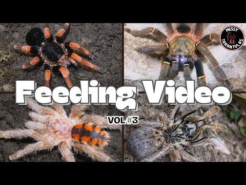 Tarantula Feeding Vol. 3