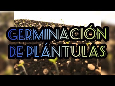 thumbnail video image 2 of 3 Semilleros/Almacigos, Germinación Plántulas, 200 Cavidades, 2 of 5