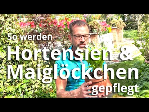 , title : 'Hortensien & Maiglöckchen - so werden sie gepflegt'