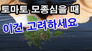 토마토 모종 심을 때 이건 고려하세요. 심을 장소, 심을 때, 심는 방법(토마토 재배, 토마토 심기, 토마토…