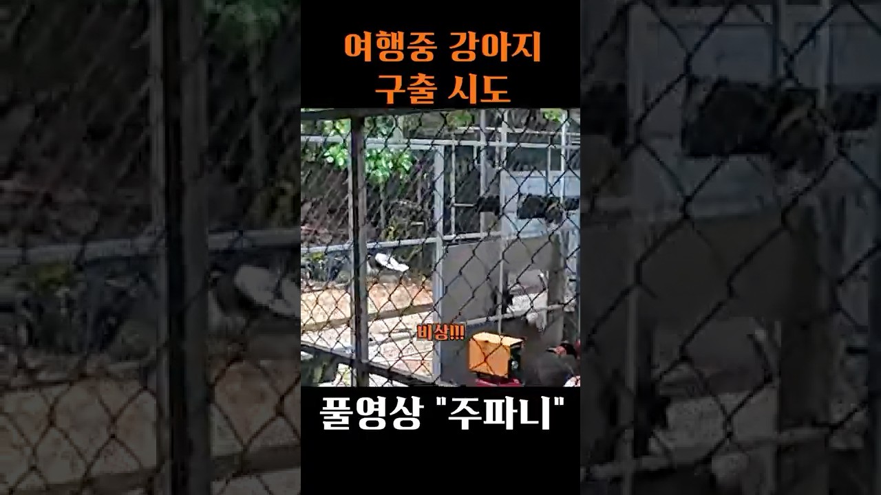 여행중 강아지 생명을 구했습니다 #다낭 #베트남 #여행브이로그 #강아지구조