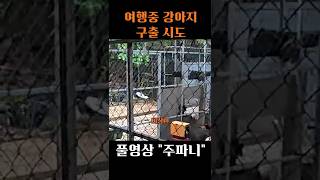 여행중 강아지 생명을 구했습니다 #다낭 #베트남 #여행브이로그 #강아지구조