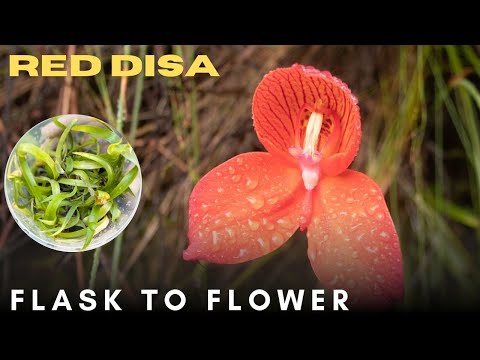 Growing Disa Orchids - Easy Grow Guide!