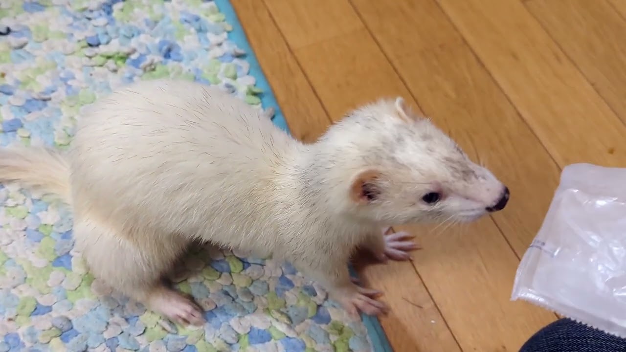 病気のお薬出されたのにやたら嬉しそうなフェレット【思い出】