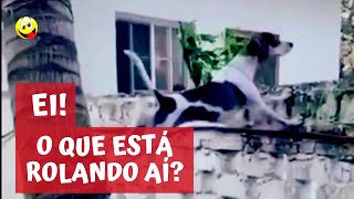 Funny and Very Crazy Dogs. See What They Did ...