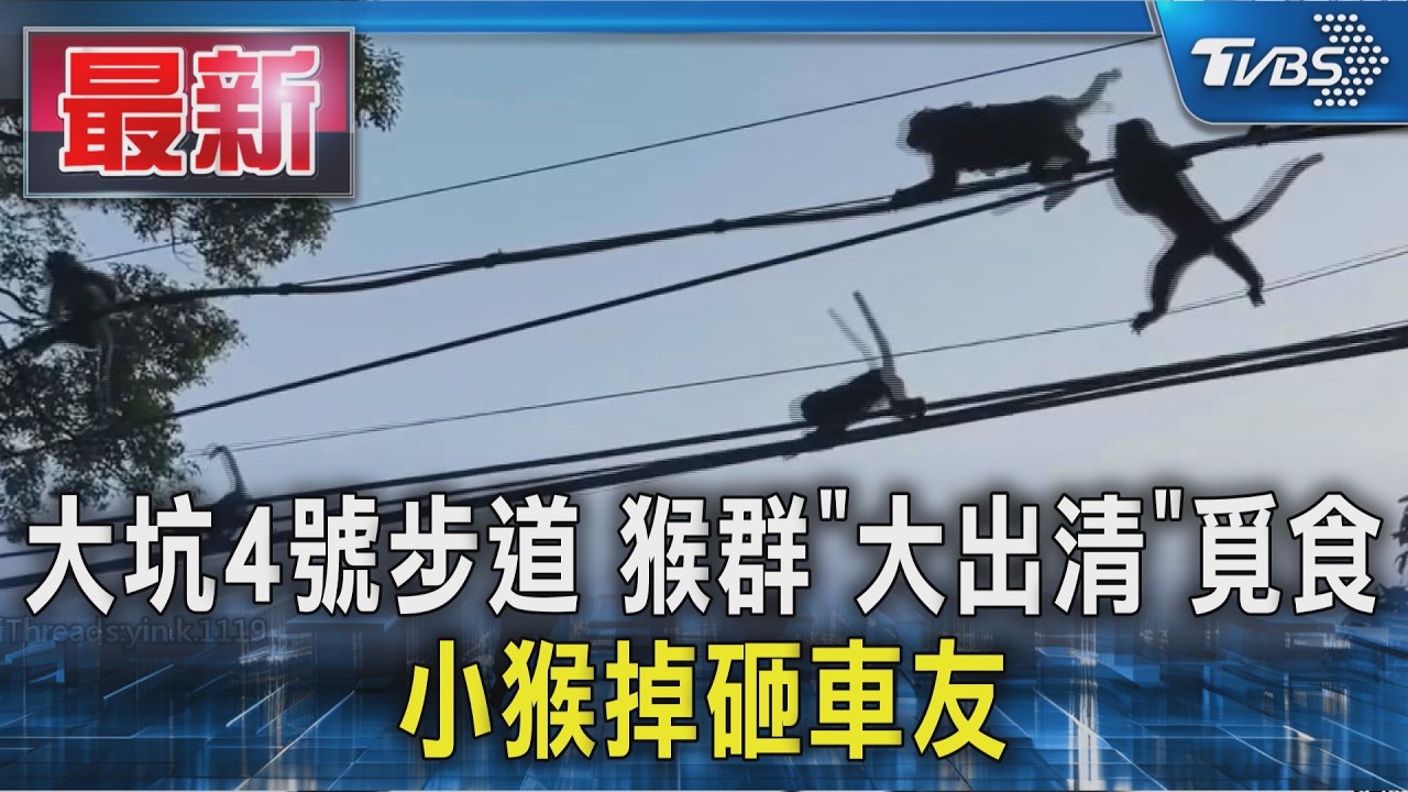 大坑4號步道 猴群「大出清」覓食 小猴掉砸車友｜TVBS新聞 @TVBSNEWS01