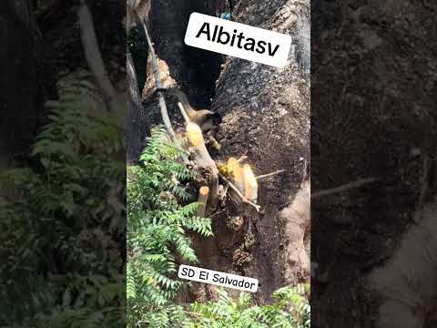 El monito que fue visto caminando en las calles de San Dionisio, Usulután