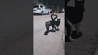 Download lagu Kucing Pacaran (Cute cats) 😂 mp3 Download lagu Kucing Pacaran (Cute cats) 😂 mp3