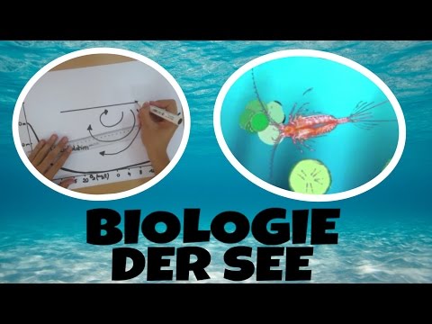 DER SEE IM JAHRESVERLAUF & NAHRUNGSBEZIEHUNGEN IM SEE