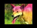 1989 VHS Finds The Search For Australia S Most Secret Animal