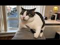Funny Cats Being Dramatic 😹 | Top Fails 2026 🤣