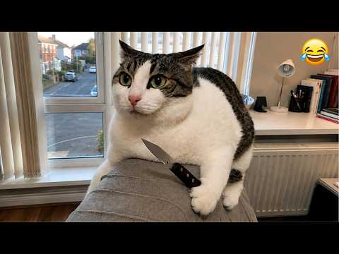 Funny Cats Being Dramatic 😹 | Top Fails 2026 🤣
