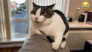 Funny Cats Being Dramatic 😹 | Top Fails 2026 🤣