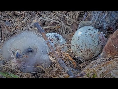 INCREDIBLE View As Second Red-tailed Hawk Almost Hatches At Cornell Hawks Nest! – May 7, 2025