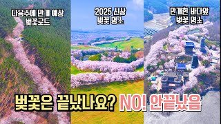 벚꽃 아직 안끝났습니다 국내 여행 벚꽃 명소 BEST #국내여행 #여행추천 #벚꽃