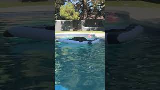 Video preview image #1 Mutt Puppy For Sale in Goodyear, AZ, USA