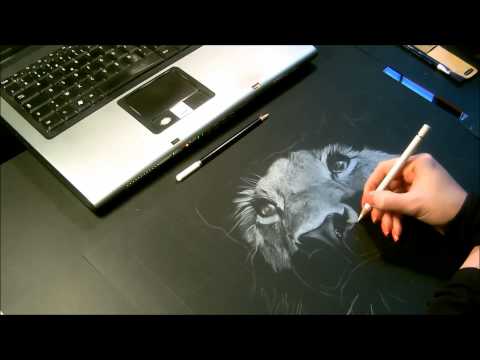 Speed drawing, dessin Lionne Crayon blanc sur fond noir