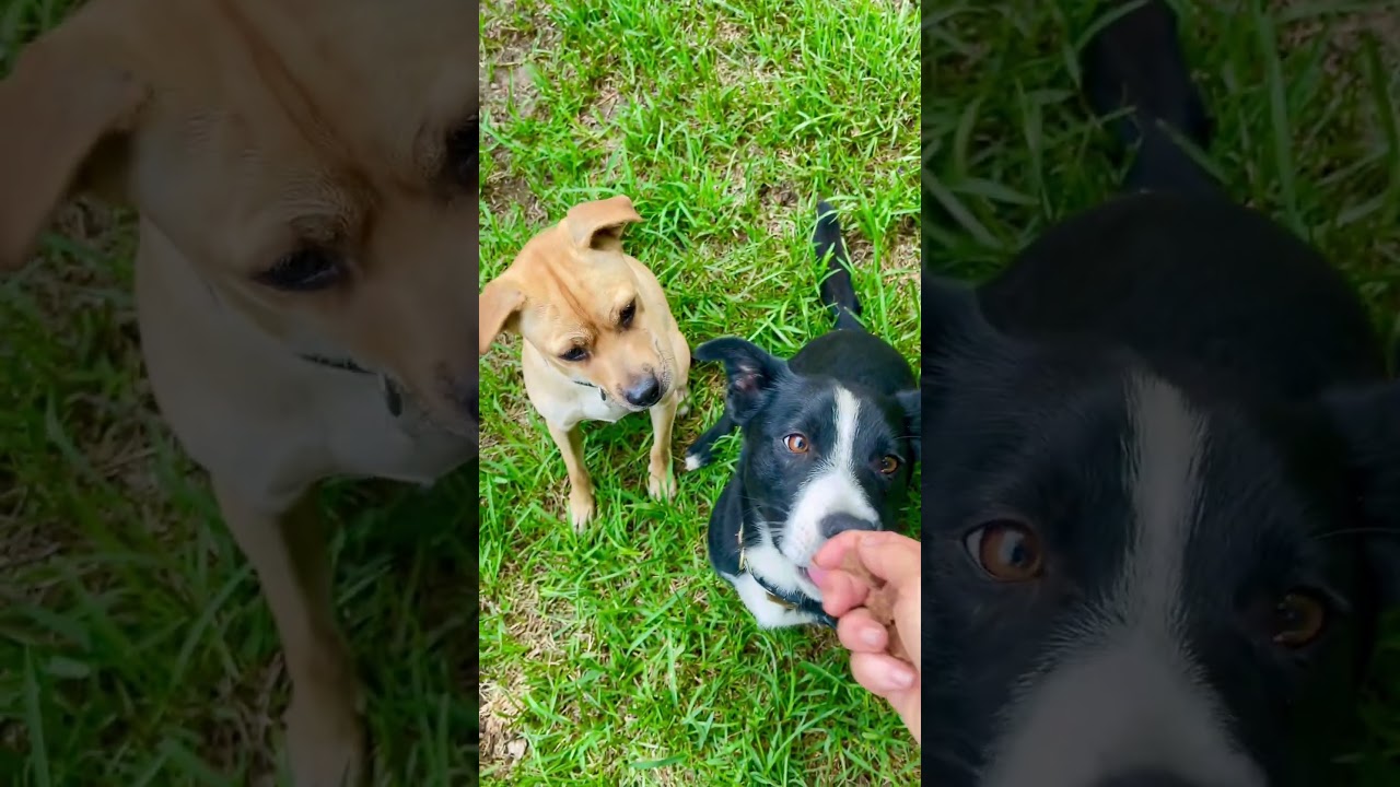 Enlarge Mac - Aroni Video, a Adoptable mixed breed in Pasadena, CA video 2/6