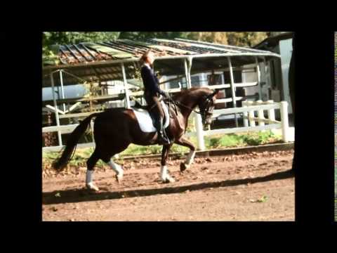 DON ROCCO 4j. v. Don Romantic -FOR SALE- www.pferde-aus-verden.de