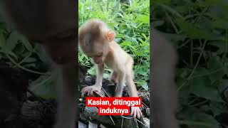 Download lagu Anak monyet ditinggal induknya #viral #shortvideo #monkey mp3