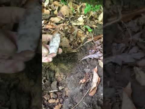 banded Clovis Kentucky finiest !!