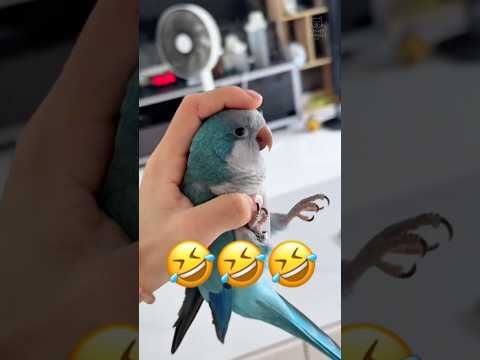 Warum sind Papageien so 😭😂🦜 | Teil 87 #Papagei #lustigerPapagei #lustig #lustigeHaustiere #Tiere ...