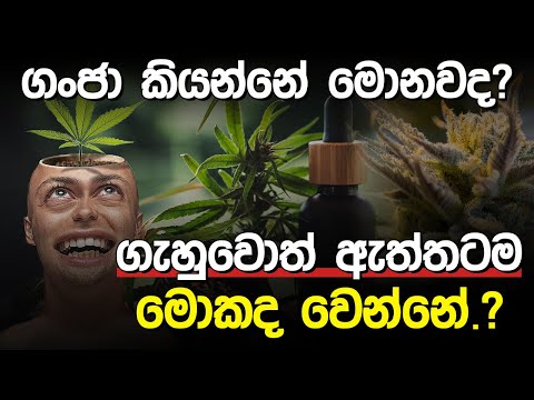 ගංජා ගැහුවොත් මොකද වෙන්නේ.? | Cannabis / Marijuana |