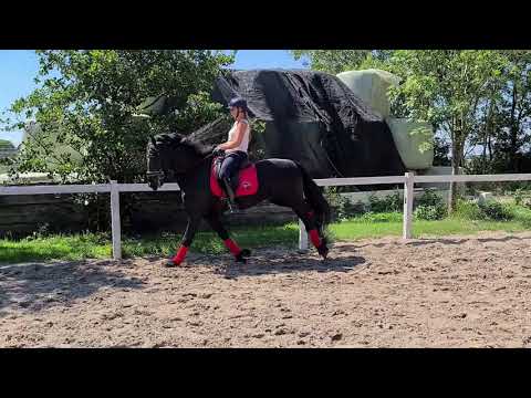 Stal Okkema's Pieter - Maurits x Andries - stallion L1 dressage - 2013