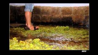 7 Puertas Pedro Guerra