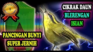 Download lagu Suara Cikrak Daun Gacor - Cikrak Daun Gacor Isian - Blereng Gacor mp3