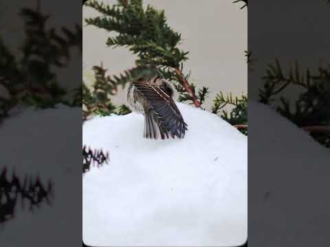 野鳥のスズメを飼いならす方法 シジュウカラのヒント 食べ物