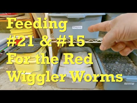 Paired-up red wiggler worm bins fed at 228 & 210 days of age - vermicompost
