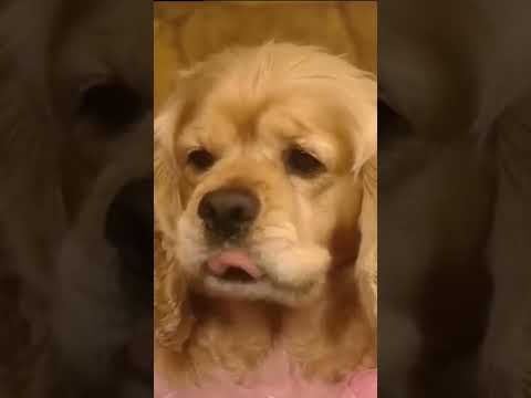 Taci fırçayı yedi - Sihirli Annem