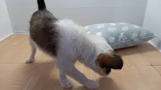 ハーフ犬の動画01